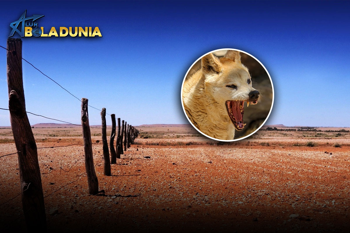 Pagar Dingo: Pagar Terpanjang di Dunia Berada di Australia