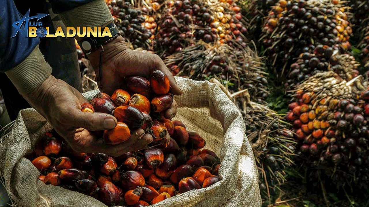 Indonesia: Raja Produksi Minyak Kelapa Sawit Dunia