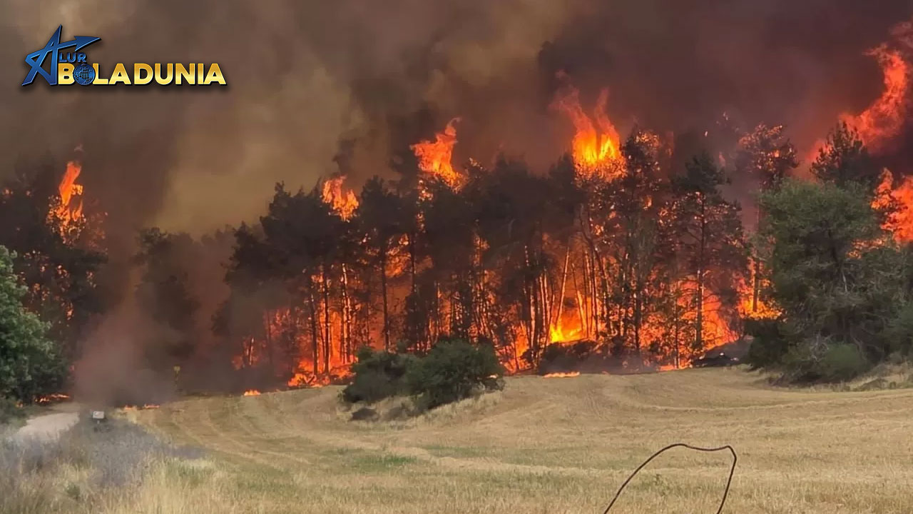 Di Balik Kebakaran Israel: Hutan Buatan, Sejarah yang Terhapus