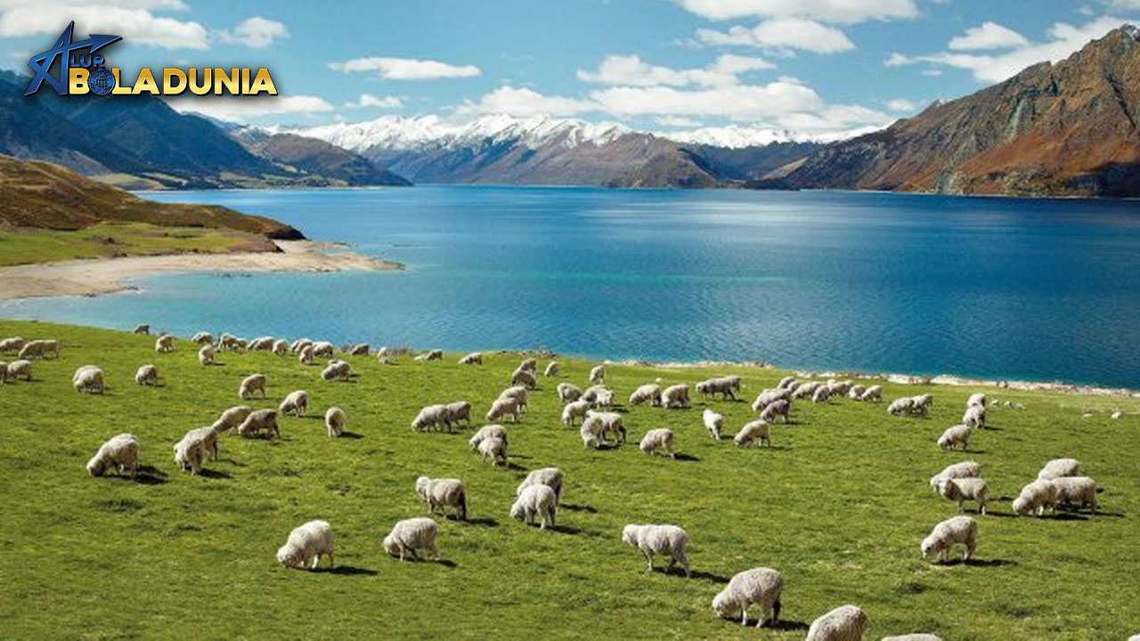 Mengapa Selandia Baru Bisa Maju Meski Bertumpu pada Pertanian? Ini Rahasianya