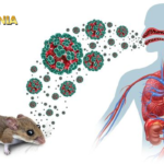 Ahli Mikrobiologi Unair Ungkap Karakteristik Hantavirus dan Cara Cegah